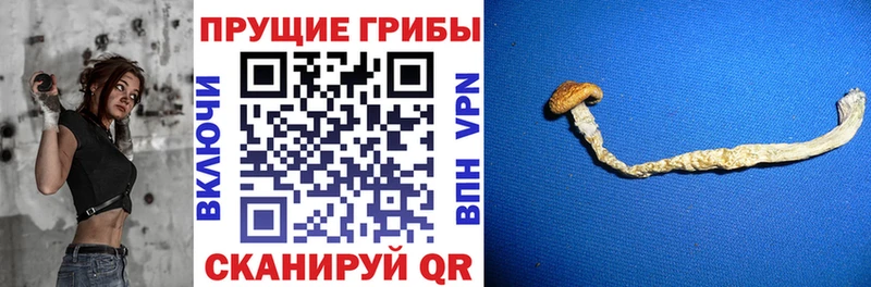 даркнет сайт  Чекалин  Галлюциногенные грибы Psilocybine cubensis 